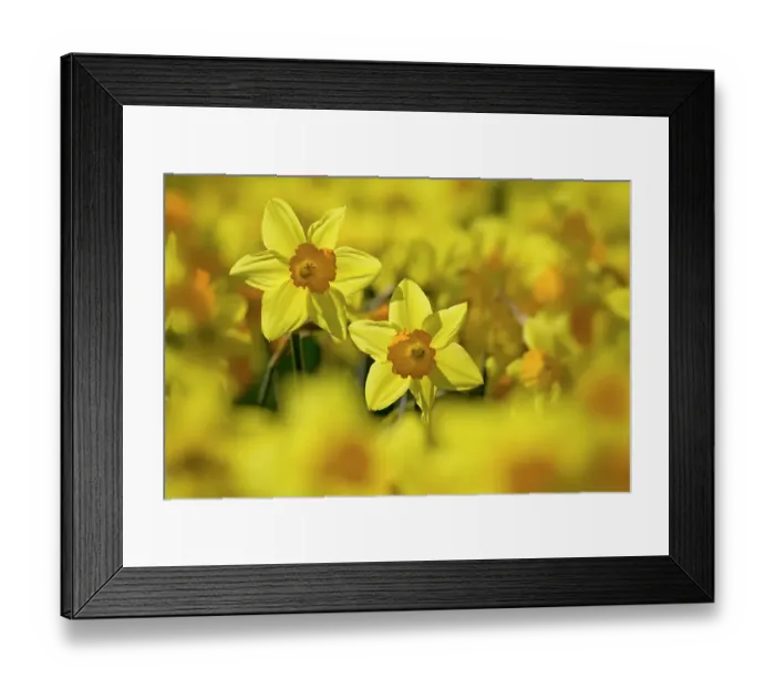 Framed Print : Study of Daffodils (Narcissus sp) grown for the commercial market, Happisburgh, Norfolk, UK, March Framed Print : Study of Daffodils (Narcissus sp) grown for the commercial market, Happisburgh, Norfolk, UK, March