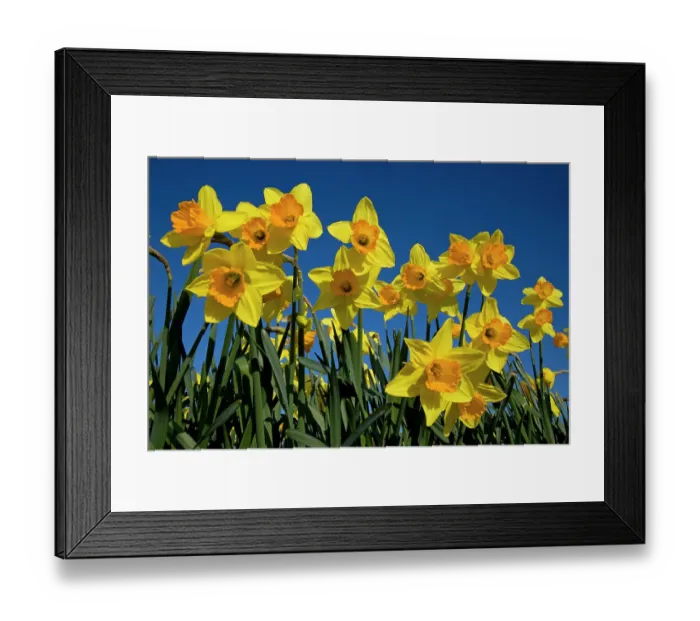 Framed Print : Daffodils (Narcissus sp) grown for the commercial market, Happisburgh, Norfolk, UK, March Framed Print : Daffodils (Narcissus sp) grown for the commercial market, Happisburgh, Norfolk, UK, March
