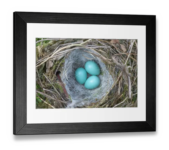 Framed Print : Hedge sparrow / Dunnock (Prunella modularis) nest with three eggs, nest exposed in hedge by summer hedge cutting, UK Framed Print : Hedge sparrow / Dunnock (Prunella modularis) nest with three eggs, nest exposed in hedge by summer hedge cutting, UK