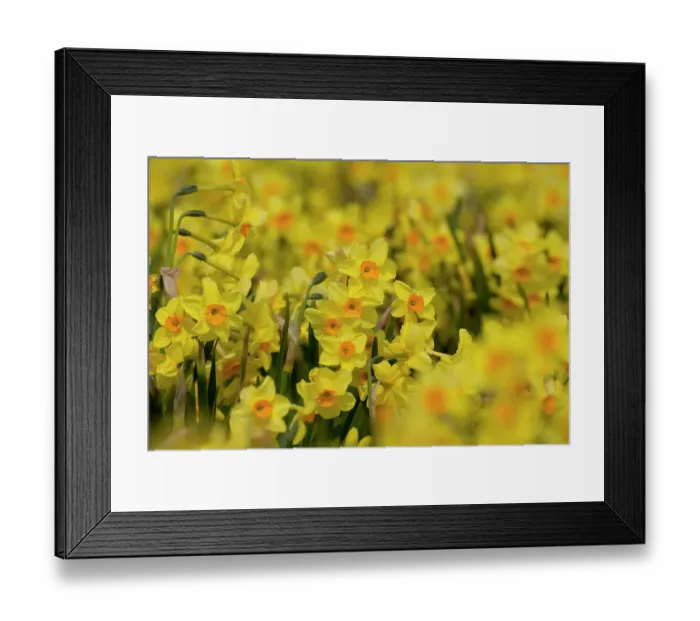 Framed Print : Cultivated Daffodils (Narcissus sp) flowering, Happisburgh, Norfolk, UK, March