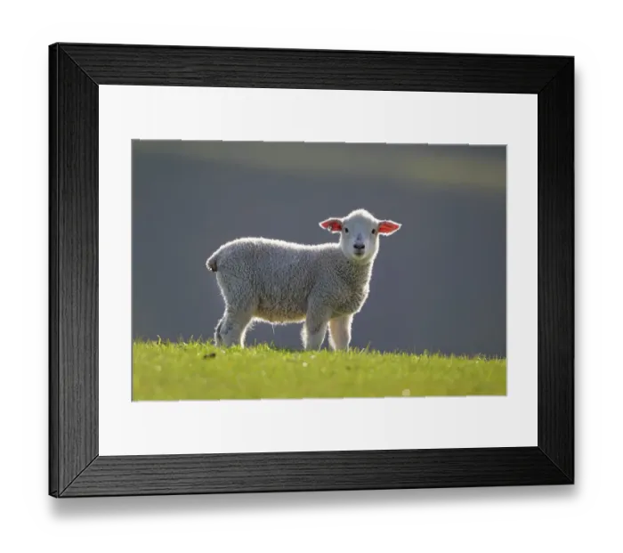 Framed Print : Domestic sheep lamb, probably Romney x Perendale. Backlit. Cape Kidnappers, Hawkes Bay, New Zealand, September Framed Print : Domestic sheep lamb, probably Romney x Perendale. Backlit. Cape Kidnappers, Hawkes Bay, New Zealand, September