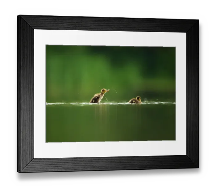 Framed Print : A Mallard duckling (Anas platyrhynchos) shakes itself dry after bathing on a still lake, Derbyshire, England, UK, June Framed Print : A Mallard duckling (Anas platyrhynchos) shakes itself dry after bathing on a still lake, Derbyshire, England, UK, June