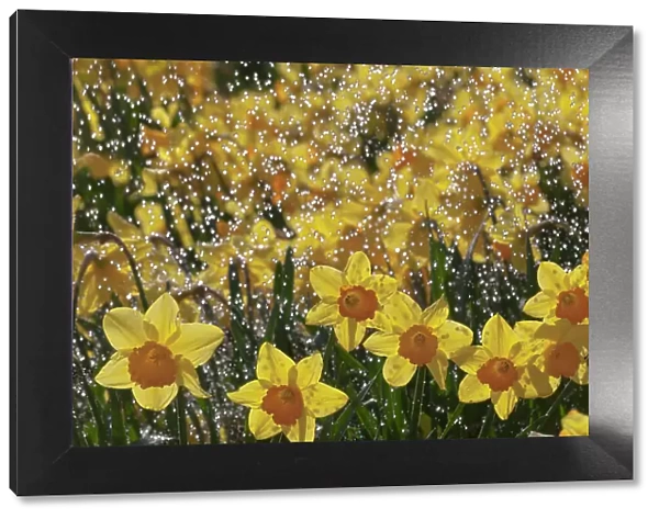Daffodills (Narcissus genus) in rain shower, UK March