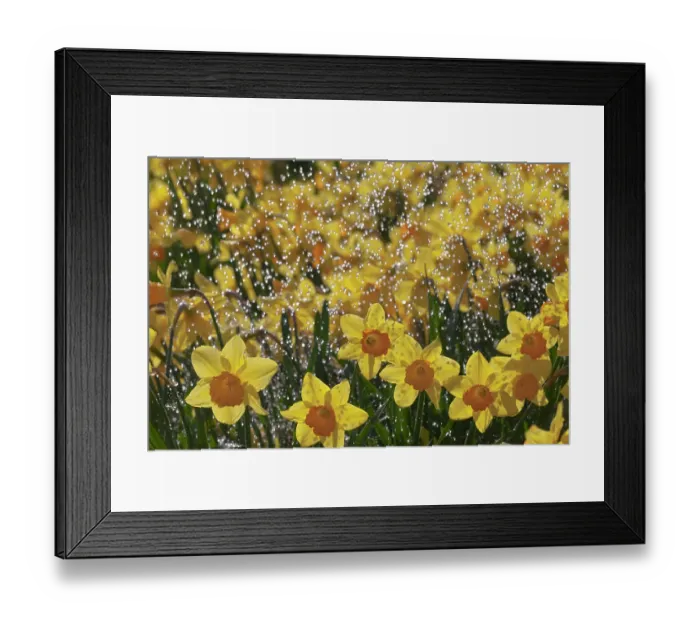 Framed Print : Daffodills (Narcissus genus) in rain shower, UK March Framed Print : Daffodills (Narcissus genus) in rain shower, UK March