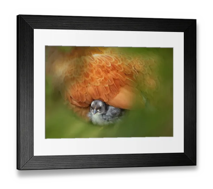 Framed Print : Bantam hen (Gallus gallus domesticus) close up sitting on chick, Norfolk, UK, April