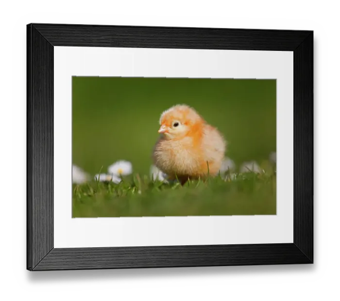 Framed Print : RF- Domestic chicken (Gallus gallus domesticus) newly hatched day chick standing in among Daises. UK, March Framed Print : RF- Domestic chicken (Gallus gallus domesticus) newly hatched day chick standing in among Daises. UK, March