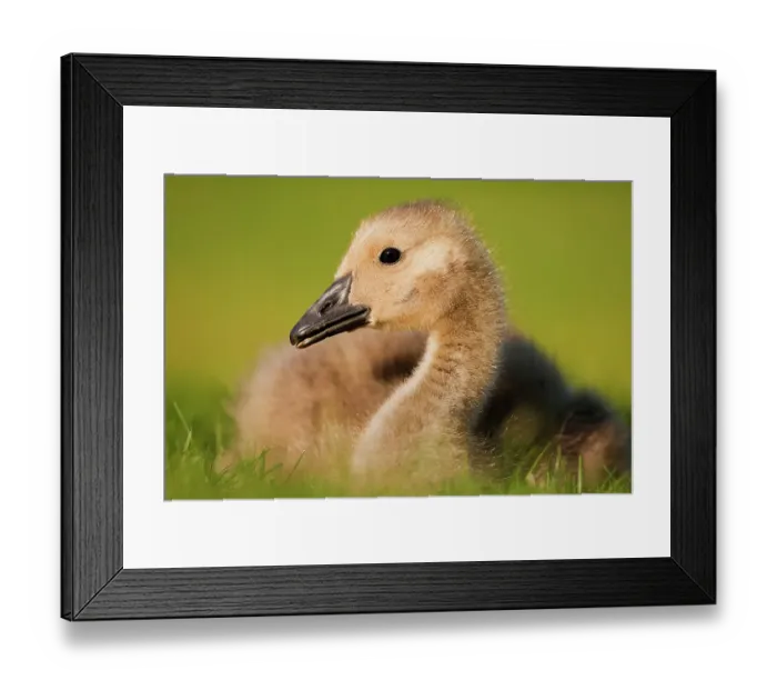Framed Print : Canada goose (Branta canadensis) gosling portrait, Hornsey, London, UK May