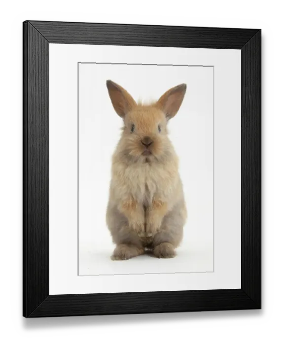 Framed Print : Baby Lionhead cross Lop rabbit, standing Framed Print : Baby Lionhead cross Lop rabbit, standing