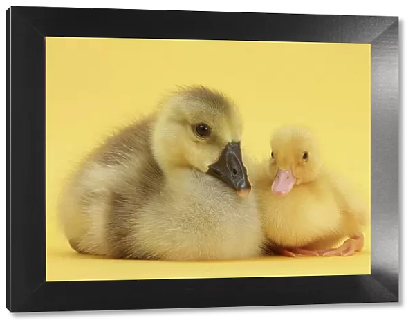 Yellow gosling and duckling on yellow background