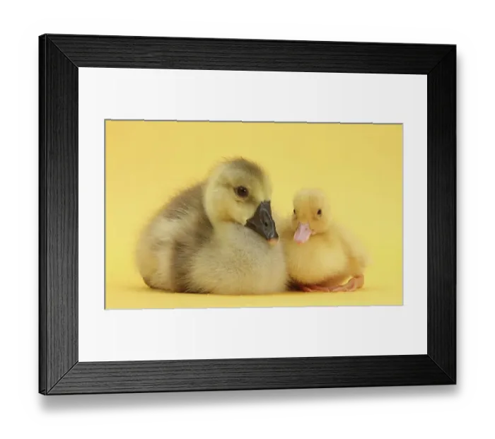 Framed Print : Yellow gosling and duckling on yellow background Framed Print : Yellow gosling and duckling on yellow background