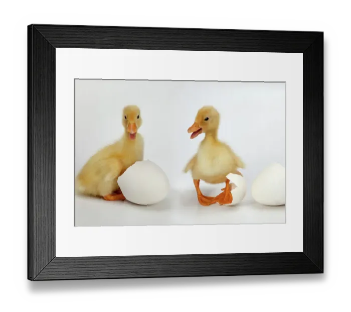 Framed Print : Newly hatched ducklings with eggs Framed Print : Newly hatched ducklings with eggs