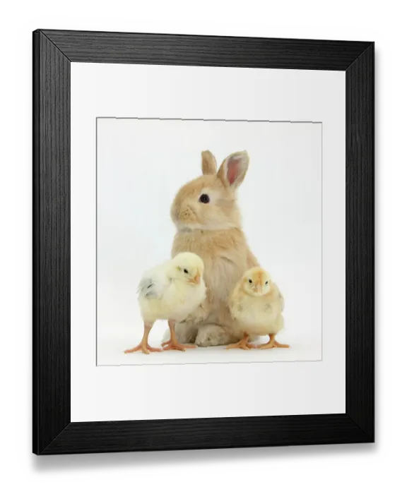 Framed Print : Cute sandy rabbit and yellow bantam chicks, against white background Framed Print : Cute sandy rabbit and yellow bantam chicks, against white background