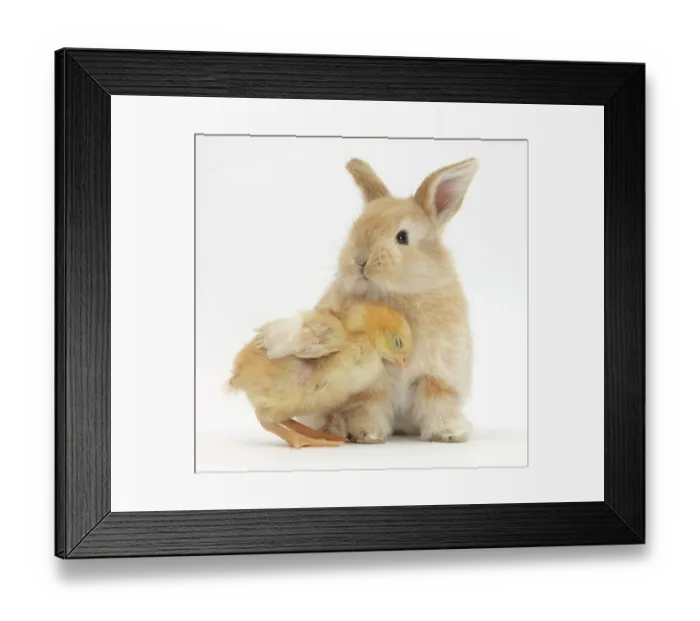 Framed Print : Cute sandy rabbit and yellow bantam chick, against white background Framed Print : Cute sandy rabbit and yellow bantam chick, against white background