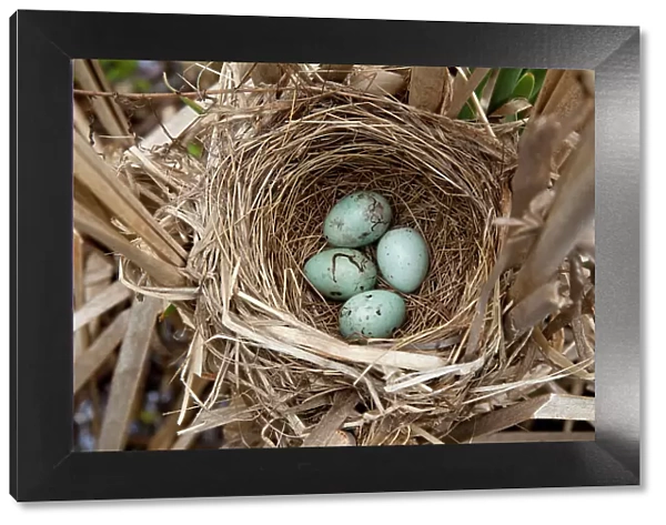 Red-winged blackbird (Agelaius phoeniceus) nest containing four eggs, in cattail marsh, New York, USA, June
