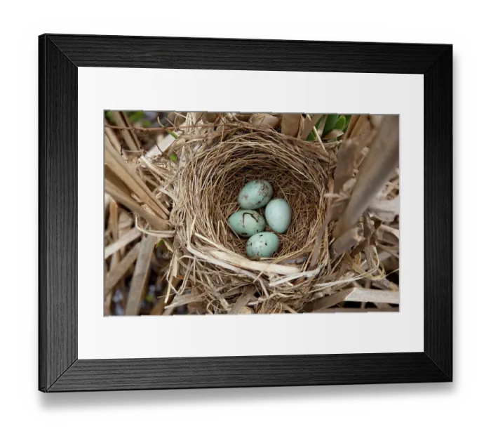 Framed Print : Red-winged blackbird (Agelaius phoeniceus) nest containing four eggs, in cattail marsh, New York, USA, June Framed Print : Red-winged blackbird (Agelaius phoeniceus) nest containing four eggs, in cattail marsh, New York, USA, June