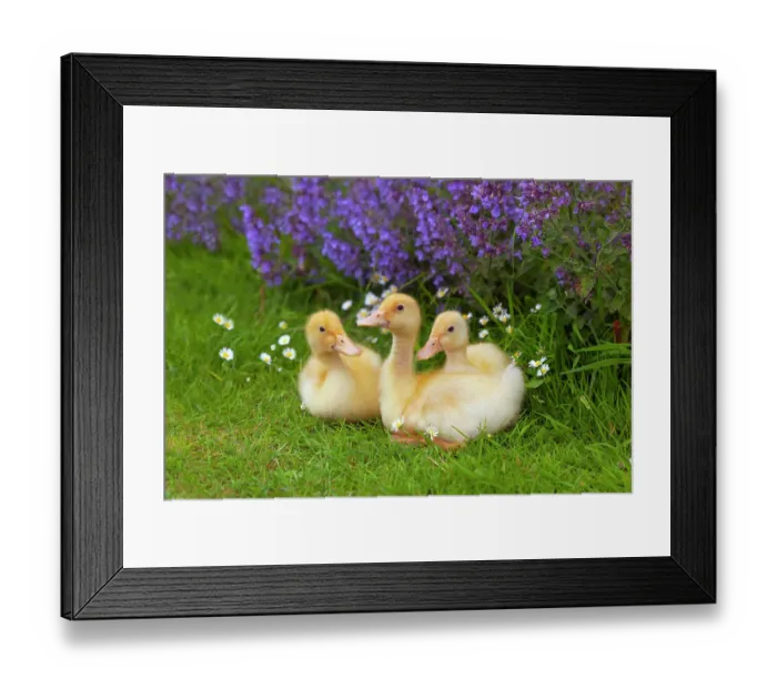 Framed Print : A brood of domestic ducklings at a week old. UK, June Framed Print : A brood of domestic ducklings at a week old. UK, June