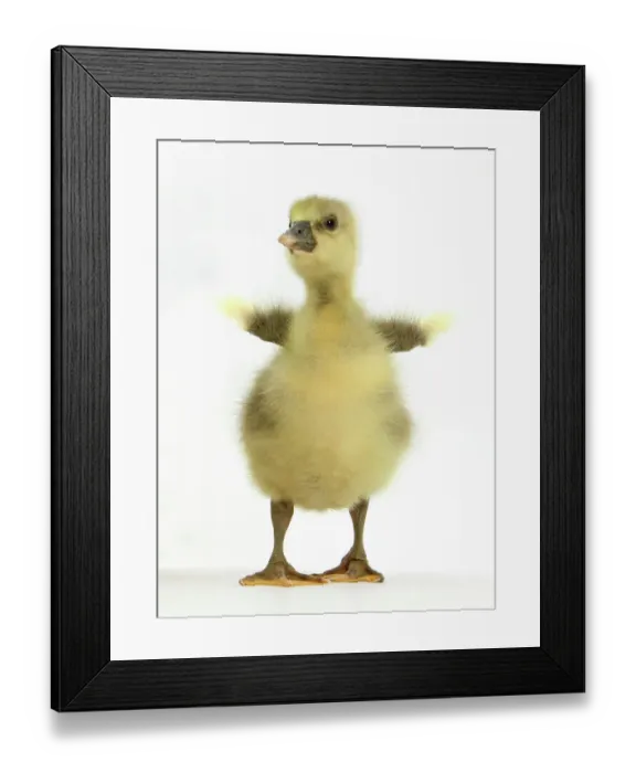 Framed Print : Embden x Greylag Gosling flapping its little wings Framed Print : Embden x Greylag Gosling flapping its little wings