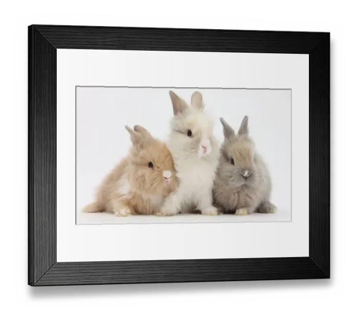 Framed Print : Three cute baby Lionhead bunnies in a row Framed Print : Three cute baby Lionhead bunnies in a row