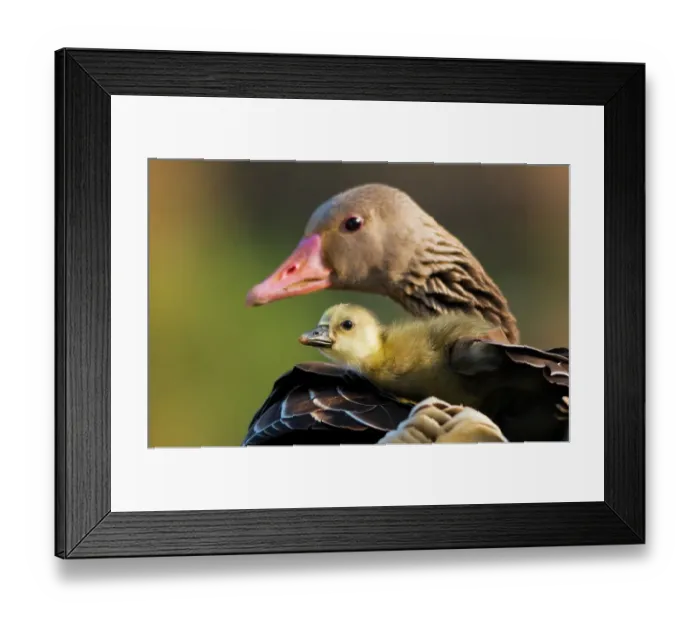 Framed Print : Graylag gosling (Anser anser) resting under parent's wing, Pusztaszer, Kiskunsagi National Park, Pusztaszer, Hungary Framed Print : Graylag gosling (Anser anser) resting under parent's wing, Pusztaszer, Kiskunsagi National Park, Pusztaszer, Hungary