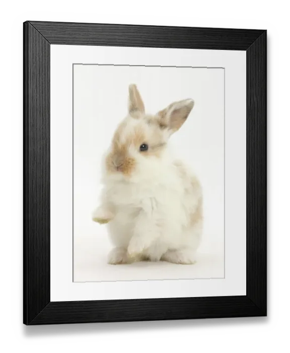 Framed Print : Young rabbit with paws up Framed Print : Young rabbit with paws up