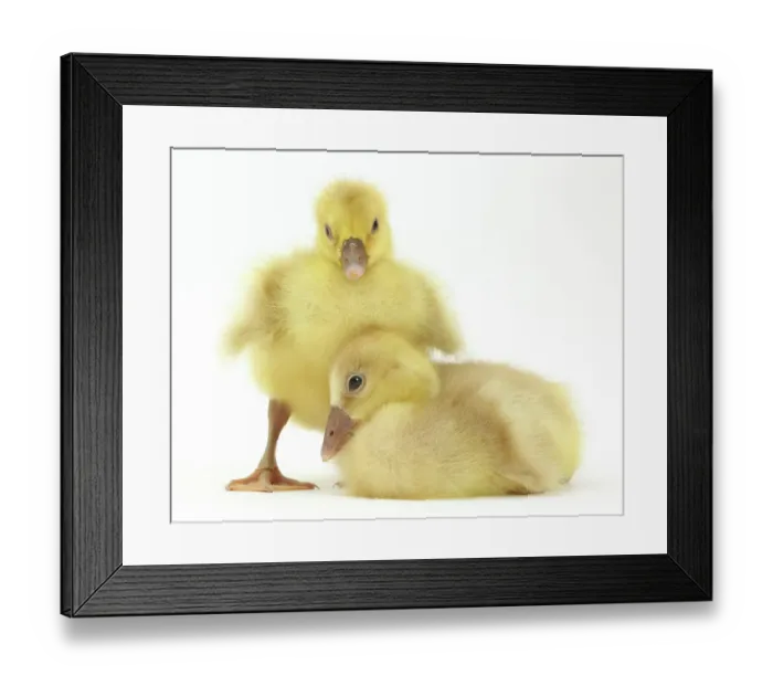 Framed Print : Two domestic goose, Embden x Greylag, goslings Framed Print : Two domestic goose, Embden x Greylag, goslings