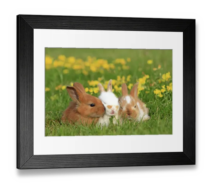 Framed Print : Three domestic rabbit kits on grass with flowers, Alsace, France, July Framed Print : Three domestic rabbit kits on grass with flowers, Alsace, France, July
