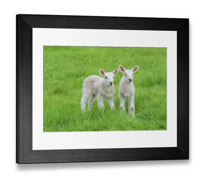 Framed Print : Domestic sheep lambs in pasture, Monmouthshire, Wales, UK, April Framed Print : Domestic sheep lambs in pasture, Monmouthshire, Wales, UK, April