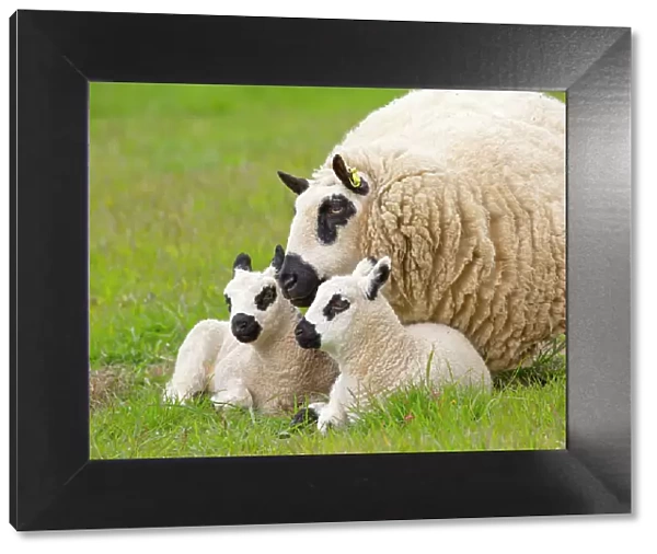 Kerry Hill domestic sheep, ewe and lambs England, UK