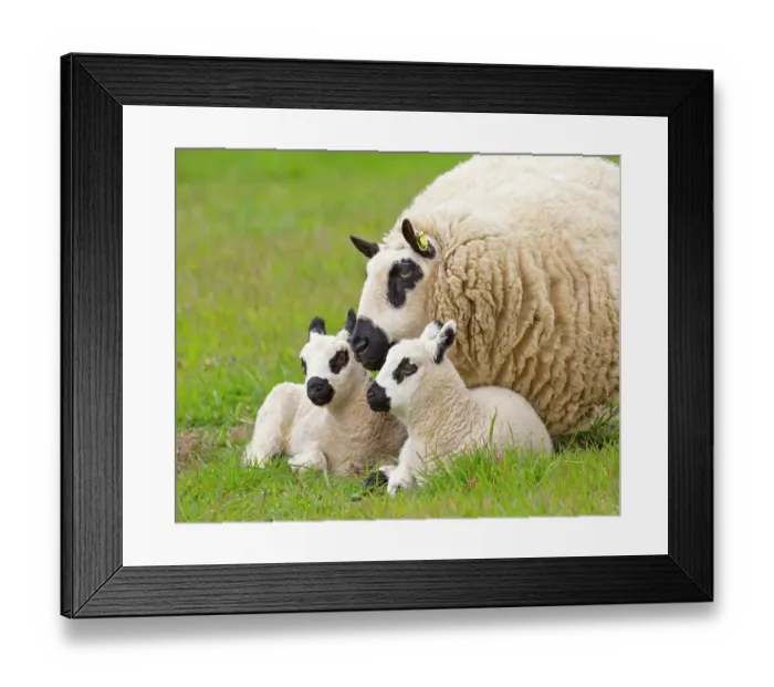 Framed Print : Kerry Hill domestic sheep, ewe and lambs England, UK Framed Print : Kerry Hill domestic sheep, ewe and lambs England, UK