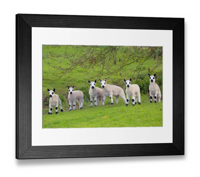 Framed Print : Kerry Hill domestic sheep, six spring lambs. England, UK Framed Print : Kerry Hill domestic sheep, six spring lambs. England, UK