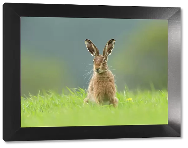 Brown Hare (Lepus europaeus) sitting in field of fresh green grass, Scotland, UK. May