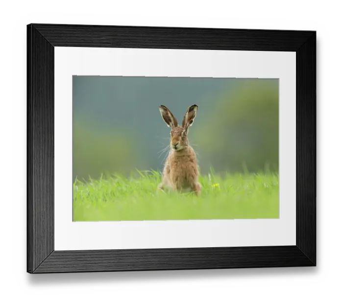 Framed Print : Brown Hare (Lepus europaeus) sitting in field of fresh green grass, Scotland, UK. May Framed Print : Brown Hare (Lepus europaeus) sitting in field of fresh green grass, Scotland, UK. May