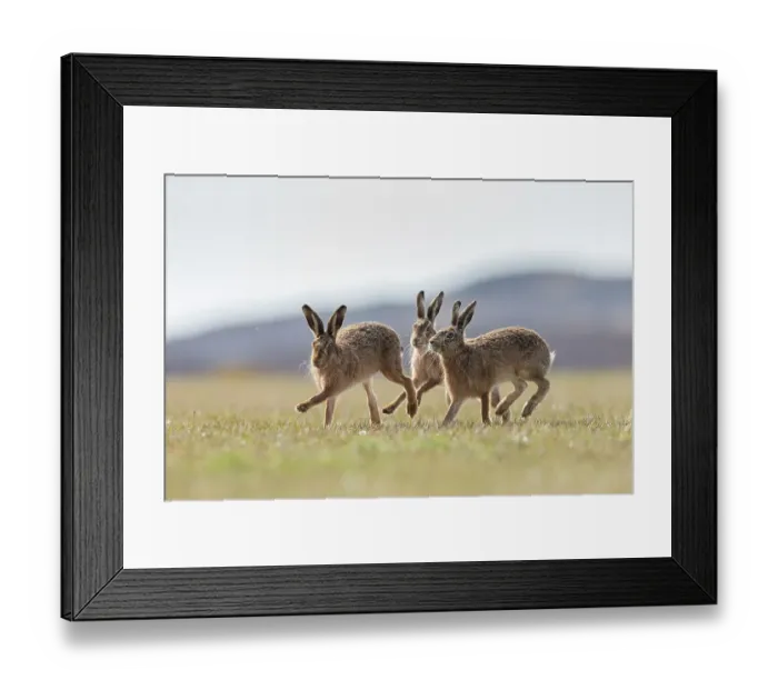 Framed Print : Brown hare, (Lepus europaeus), males in pursuit of female that is in season, Islay, Scotland, UK. March Framed Print : Brown hare, (Lepus europaeus), males in pursuit of female that is in season, Islay, Scotland, UK. March