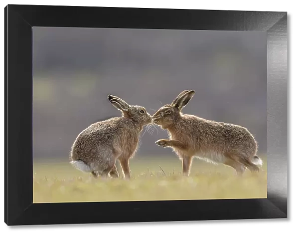 Brown hare, (Lepus europaeus), male and female displaying courting behaviour, Islay, Scotland, UK. March