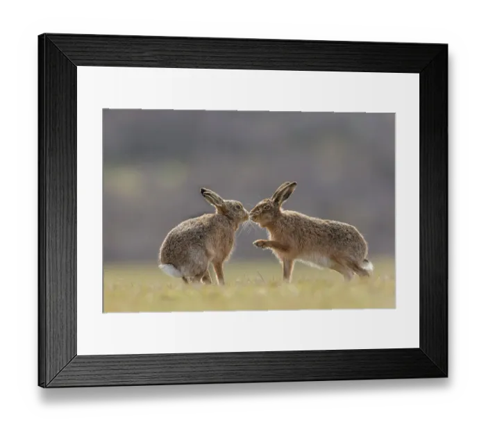 Framed Print : Brown hare, (Lepus europaeus), male and female displaying courting behaviour, Islay, Scotland, UK. March Framed Print : Brown hare, (Lepus europaeus), male and female displaying courting behaviour, Islay, Scotland, UK. March