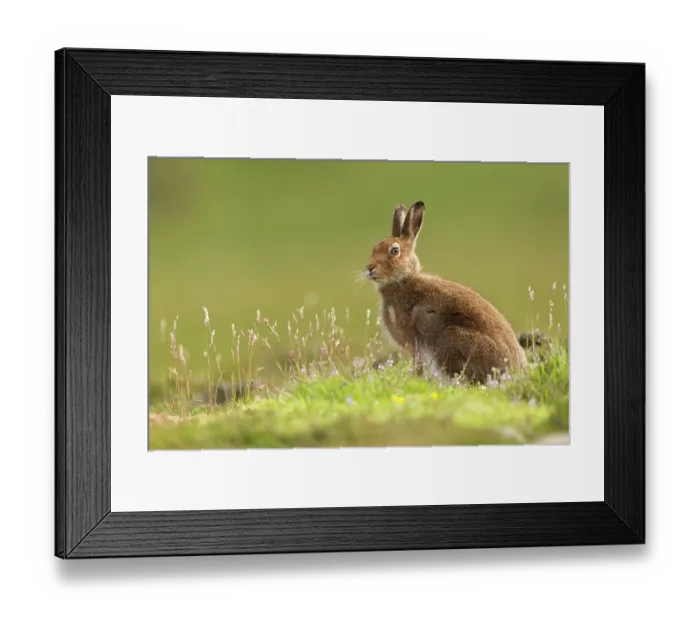 Framed Print : Mountain Hare (Lepus timidus), adult in summer pelage on upland moor, Scotland, UK, June