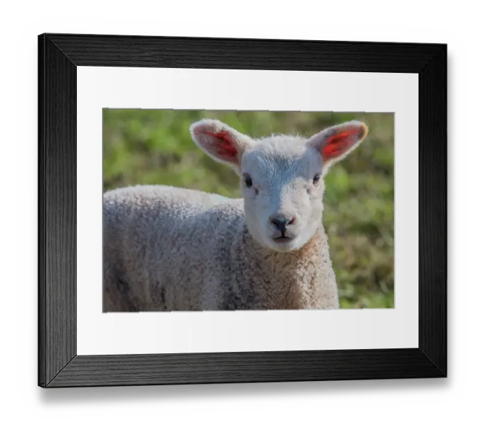 Framed Print : Lamb, Monmouthshire, Wales, UK, March Framed Print : Lamb, Monmouthshire, Wales, UK, March