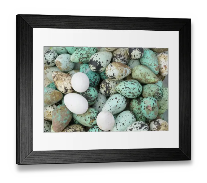 Framed Print : Common murre / guillemot (Uria aalge) and Fulmar (Fulmarus glacialis) eggs foraged from Skoruvikurbjarg cliffs, Langanes Peninsula, Iceland. May 2018 Framed Print : Common murre / guillemot (Uria aalge) and Fulmar (Fulmarus glacialis) eggs foraged from Skoruvikurbjarg cliffs, Langanes Peninsula, Iceland. May 2018