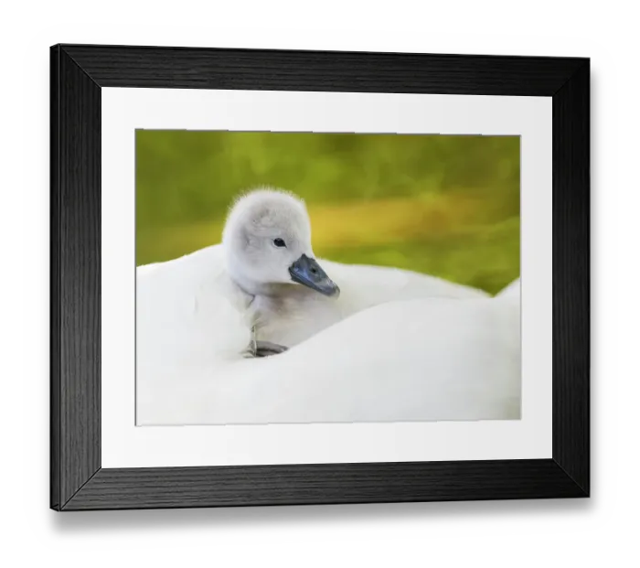 Framed Print : Mute swan (Cygnus olor) cygnet resting on parent's back. London, UK. April Framed Print : Mute swan (Cygnus olor) cygnet resting on parent's back. London, UK. April