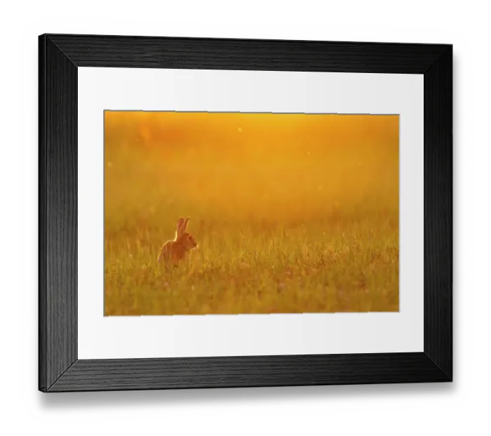 Framed Print : European rabbit (Oryctolagus cuniculus) in steppe habitat. Alfaro, La Rioja, Ebro Valley, Spain. Endangered species Framed Print : European rabbit (Oryctolagus cuniculus) in steppe habitat. Alfaro, La Rioja, Ebro Valley, Spain. Endangered species
