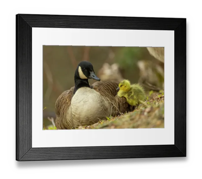 Framed Print : Canada goose (Branta canadensis) with gosling, a few days old. Massachusetts, USA. April Framed Print : Canada goose (Branta canadensis) with gosling, a few days old. Massachusetts, USA. April