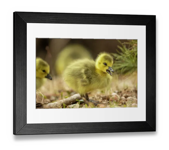 Framed Print : Canada goose (Branta canadensis) goslings, a few days old. Massachusetts, USA. April Framed Print : Canada goose (Branta canadensis) goslings, a few days old. Massachusetts, USA. April