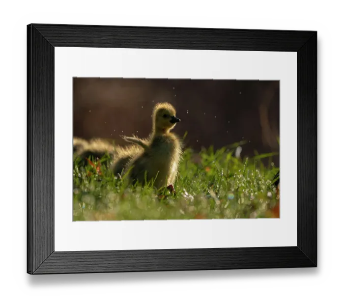 Framed Print : Canada Goose (Branta canadensis) gosling flapping its wings, Ithaca, New York, USA. April 2020 Framed Print : Canada Goose (Branta canadensis) gosling flapping its wings, Ithaca, New York, USA. April 2020