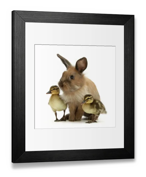 Framed Print : Young Lionhead-Lop rabbit and Mallard ducklings Framed Print : Young Lionhead-Lop rabbit and Mallard ducklings