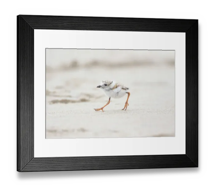 Framed Print : Piping Plover (Charadrius melodus), chick running along a beach, Massachusetts coast, USA. June Framed Print : Piping Plover (Charadrius melodus), chick running along a beach, Massachusetts coast, USA. June