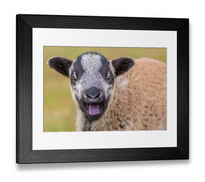 Framed Print : Black Welsh mountain sheep lamb calling. Wales UK, March Framed Print : Black Welsh mountain sheep lamb calling. Wales UK, March