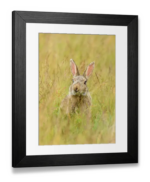 Framed Print : European rabbit (Oryctolagus cuniculus) feeding in long grass. Suffolk, UK. May Framed Print : European rabbit (Oryctolagus cuniculus) feeding in long grass. Suffolk, UK. May