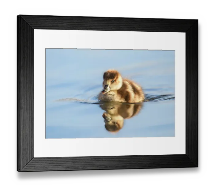 Framed Print : Egyptian goose (Alopochen aegyptiaca) gosling swimming in the water, London, UK, February Framed Print : Egyptian goose (Alopochen aegyptiaca) gosling swimming in the water, London, UK, February