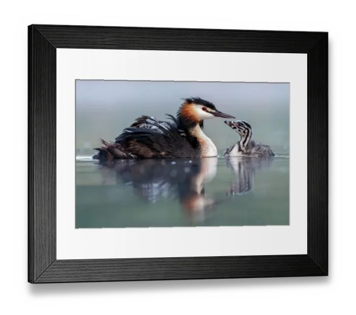 Framed Print : Great crested grebe (Podiceps cristatus) parent bird with young on its back and one chick on the water, portrait in the first morning light Valkenhorst Nature Reserve, Valkenswaard, The Netherlands. May Framed Print : Great crested grebe (Podiceps cristatus) parent bird with young on its back and one chick on the water, portrait in the first morning light Valkenhorst Nature Reserve, Valkenswaard, The Netherlands. May