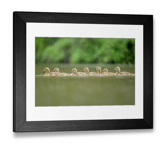 Framed Print : Gaggle of Canada goose (Branta canadensis) goslings on a lake, Burnhayes, Devon, UK, May